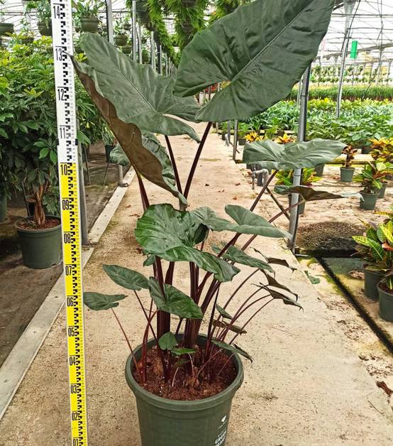 0 - Alocasia 'Yucatan Princess' (Oreille d'éléphant Géant, Taro) Pot de 25L - 100/125cm