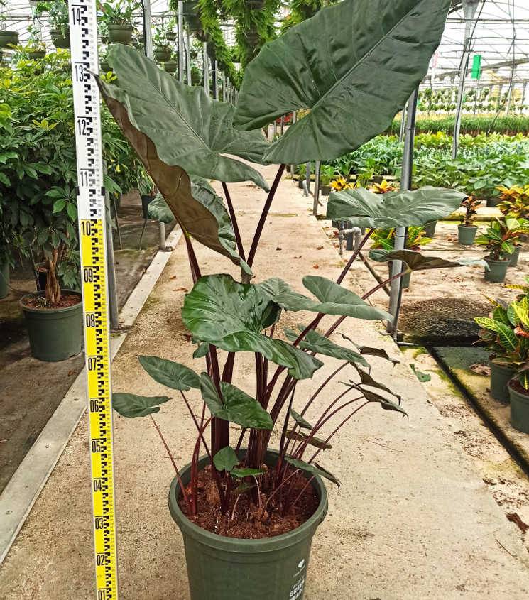 0 - Alocasia 'Yucatan Princess' (Oreille d'éléphant Géant, Taro)  Pot de 25L - 100/125cm