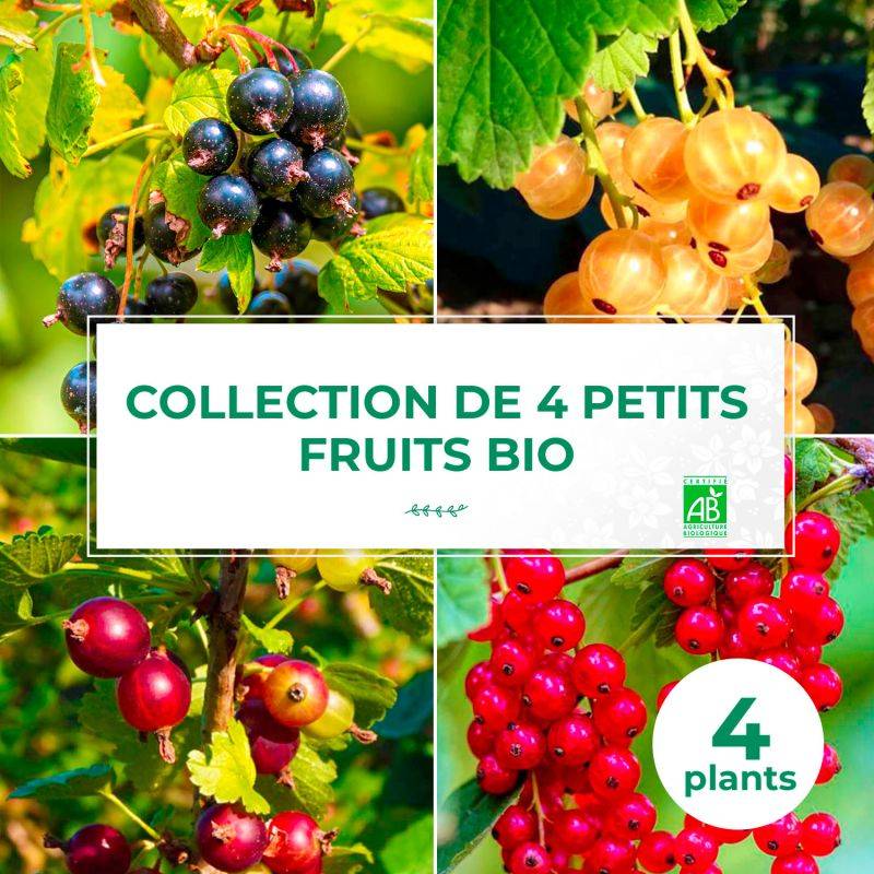 Collection 4 Petits Fruits BIO - Godet - Taille 13/25cm - Pépinières Naudet - Image 1