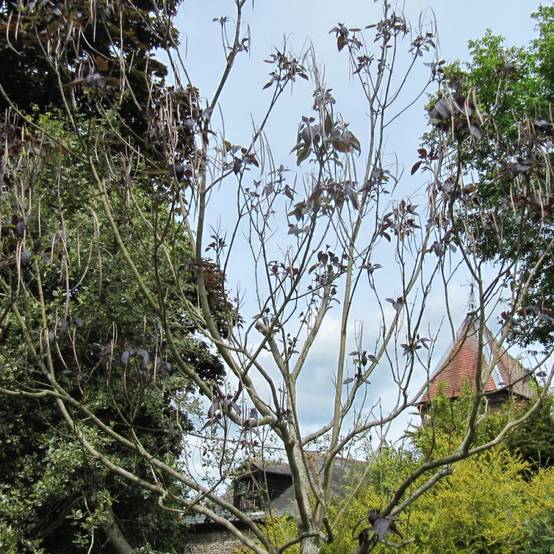 Catalpa commun pourpre, Catalpa bignonioides - Pot de 15L - Baliveau - Image 2