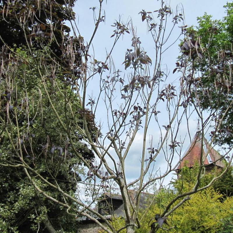 Catalpa commun pourpre, Catalpa bignonioides - Pot de 15L - Baliveau - Image 2