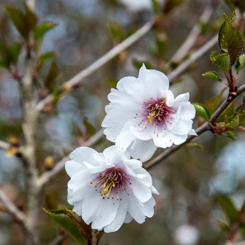 Cerisier à fleurs - Prunus Hally Jolivette Pot de 4L/5L - Image 1