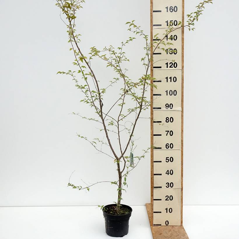 Cerisier à fleurs - Prunus Hally Jolivette Pot de 4L/5L - Image 2