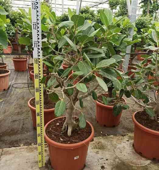 0 - Ficus benghalensis 'Audrey' (Figuier des Banyans 'Audrey') Pot de 65L - 225/250cm - Image 3