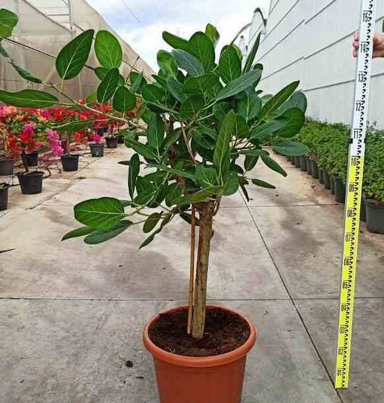 0 - Ficus benghalensis 'Audrey' (Figuier des Banyans 'Audrey') Pot de 65L - 225/250cm - Image 1