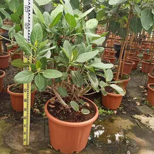 0 - Ficus benghalensis 'Audrey' (Figuier des Banyans 'Audrey') Pot de 65L - 225/250cm - Image 2