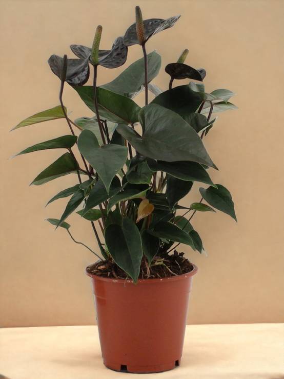 Anthurium Black Love 36cm - Plante d'intérieur- La Green Touch - Image 3