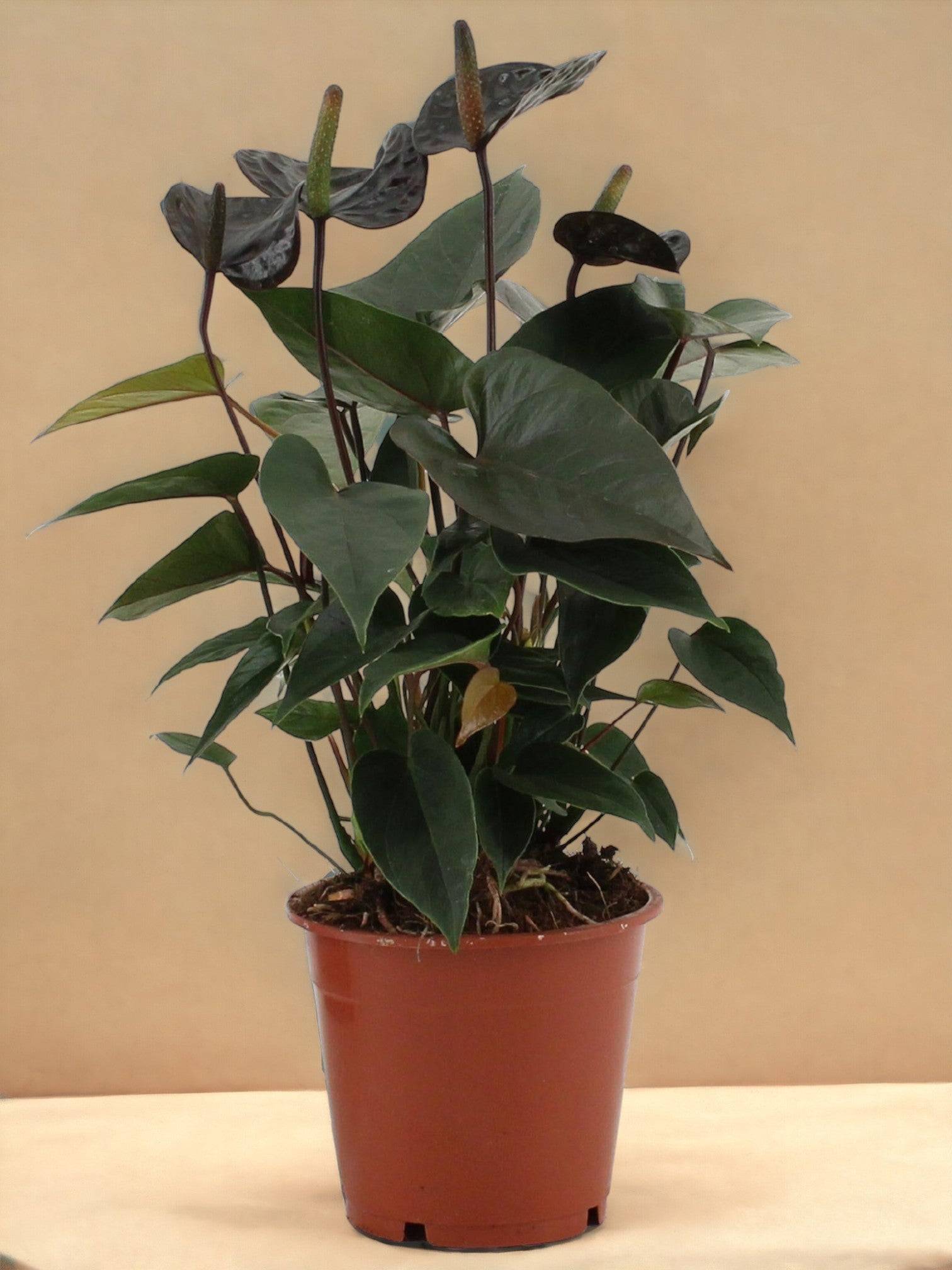 Anthurium Black Love 36cm - Plante d'intérieur- La Green Touch - Image 3