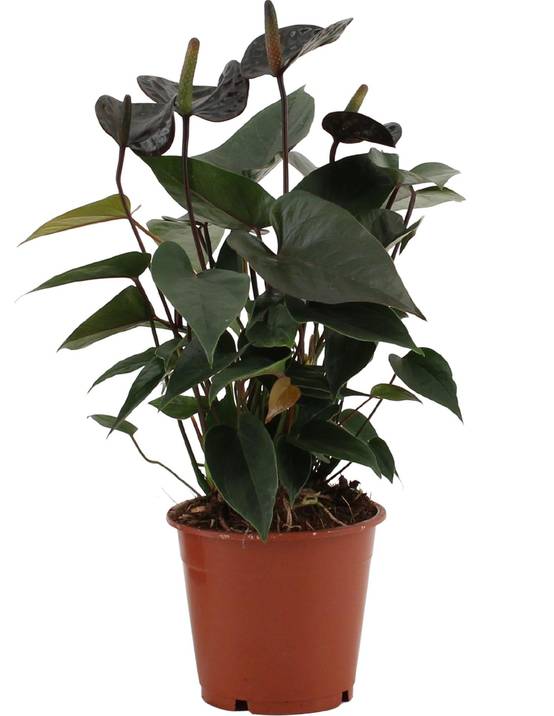 Anthurium Black Love 36cm - Plante d'intérieur- La Green Touch - Image 1