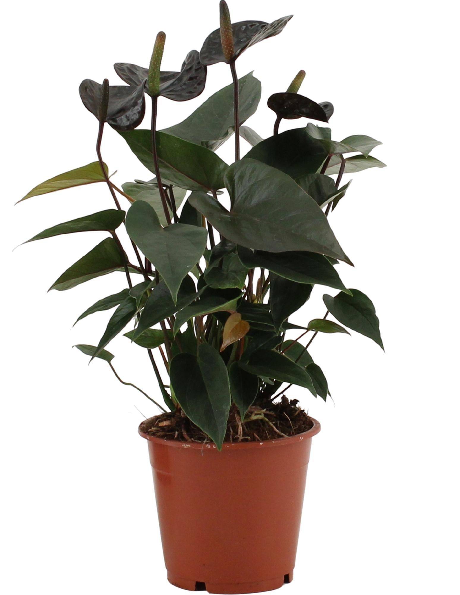 Anthurium Black Love 36cm - Plante d'intérieur- La Green Touch - Image 1
