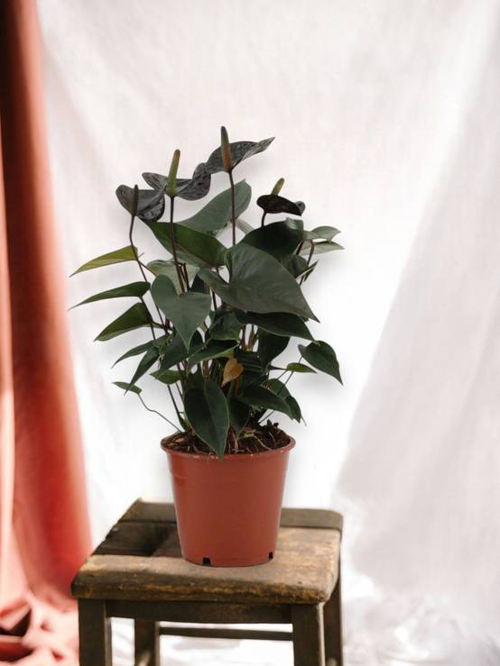 Anthurium Black Love 36cm - Plante d'intérieur- La Green Touch - Image 2