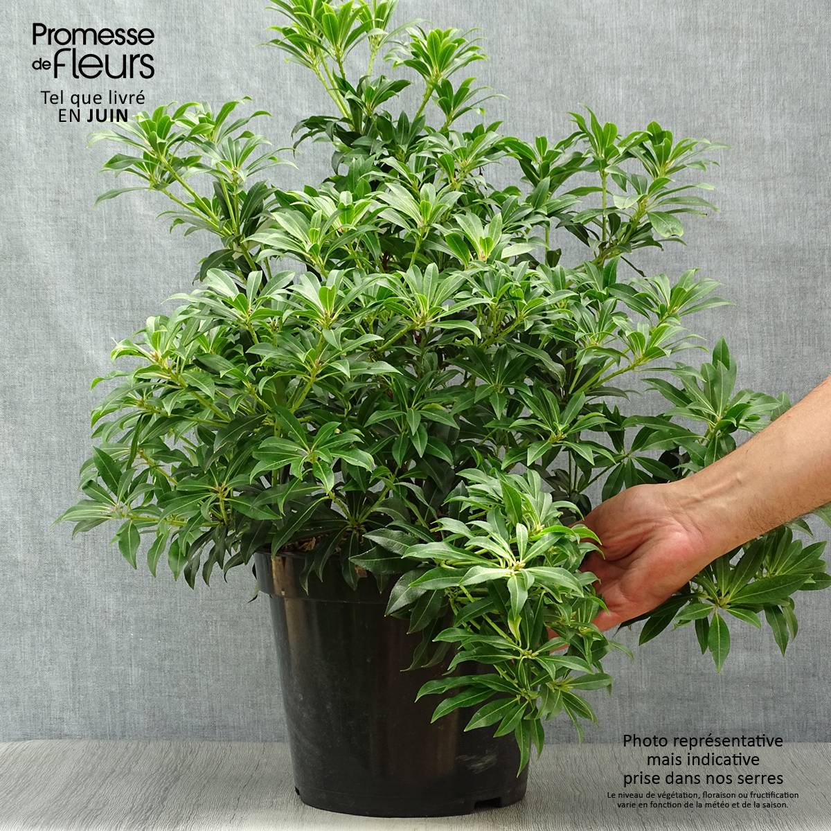 Promesse de Fleurs - Andromède du Japon - Pieris japonica Forest Flame Pot de 7,5L/10L - Image 2