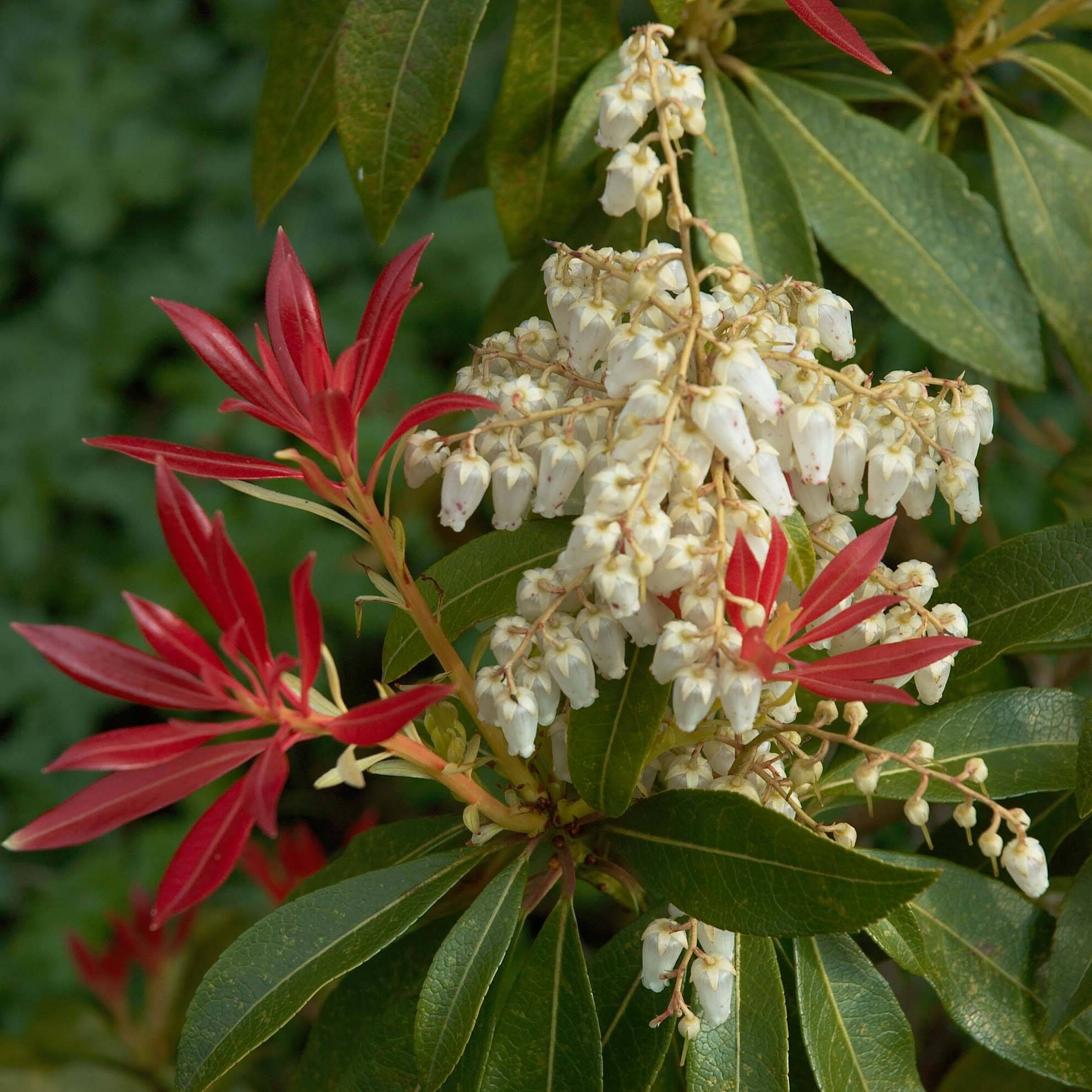 Promesse de Fleurs - Andromède du Japon - Pieris japonica Forest Flame Pot de 7,5L/10L - Image 1