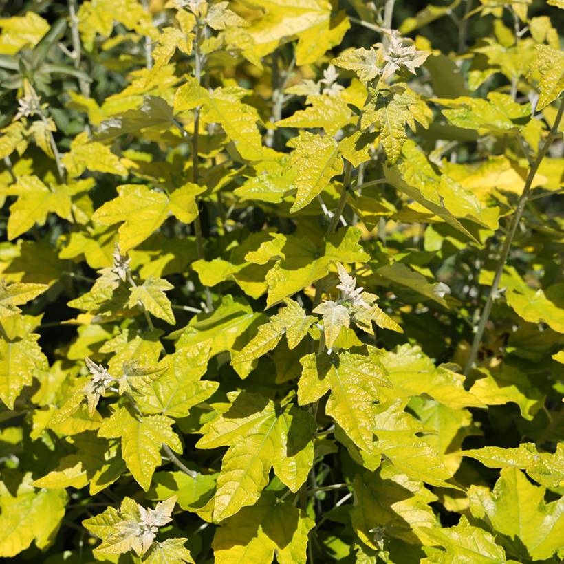 Populus alba Richardii - Peuplier blanc Pot de 4L/5L