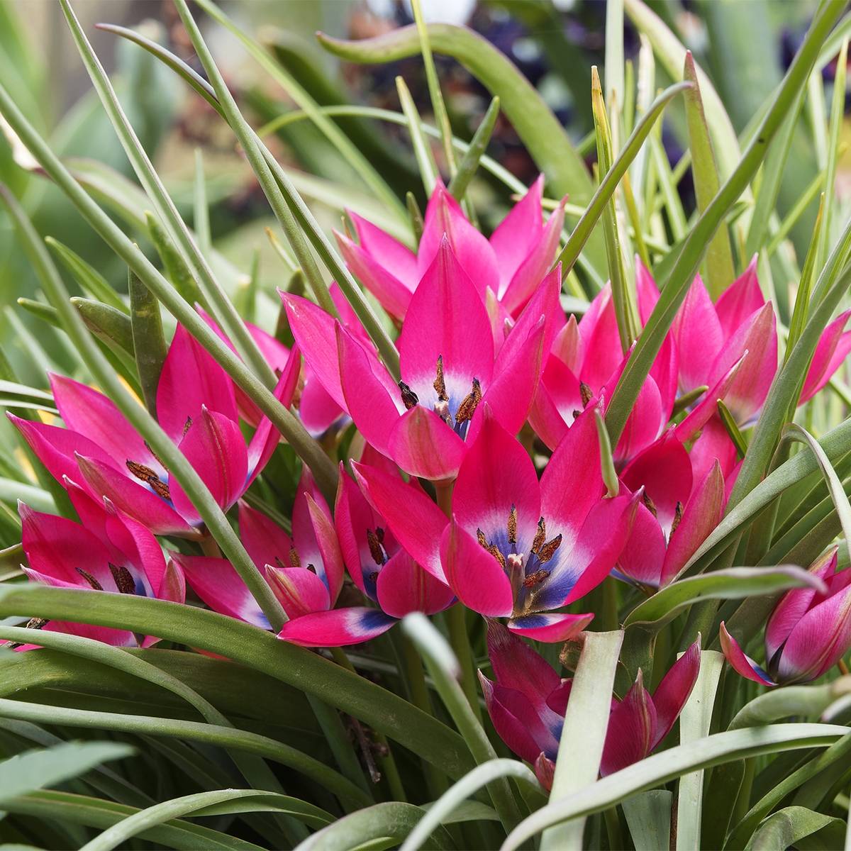 Promesse de Fleurs - Tulipe botanique humilis - Tulipa humilis Bulbe calibre 5+ (par 10)