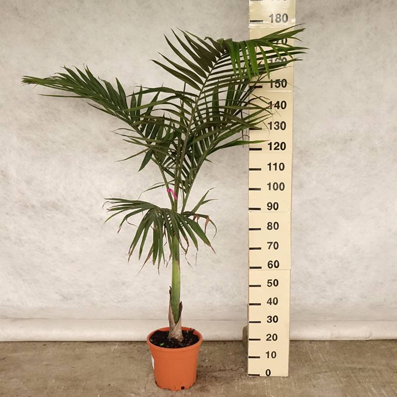 Archontophoenix alexandrae - Palmier royal d'Alexandra Pot de 7,5L/10L ...