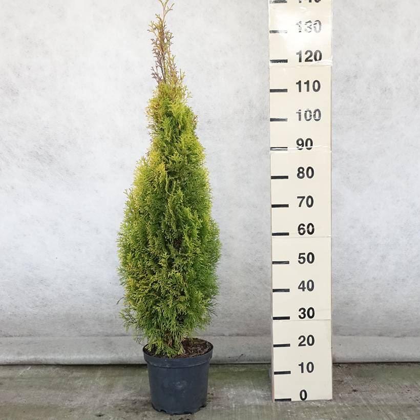 Promesse de Fleurs - Thuja occidentalis Golden Smaragd - Thuya du Canada Pot de 7,5L/10L - Image 2