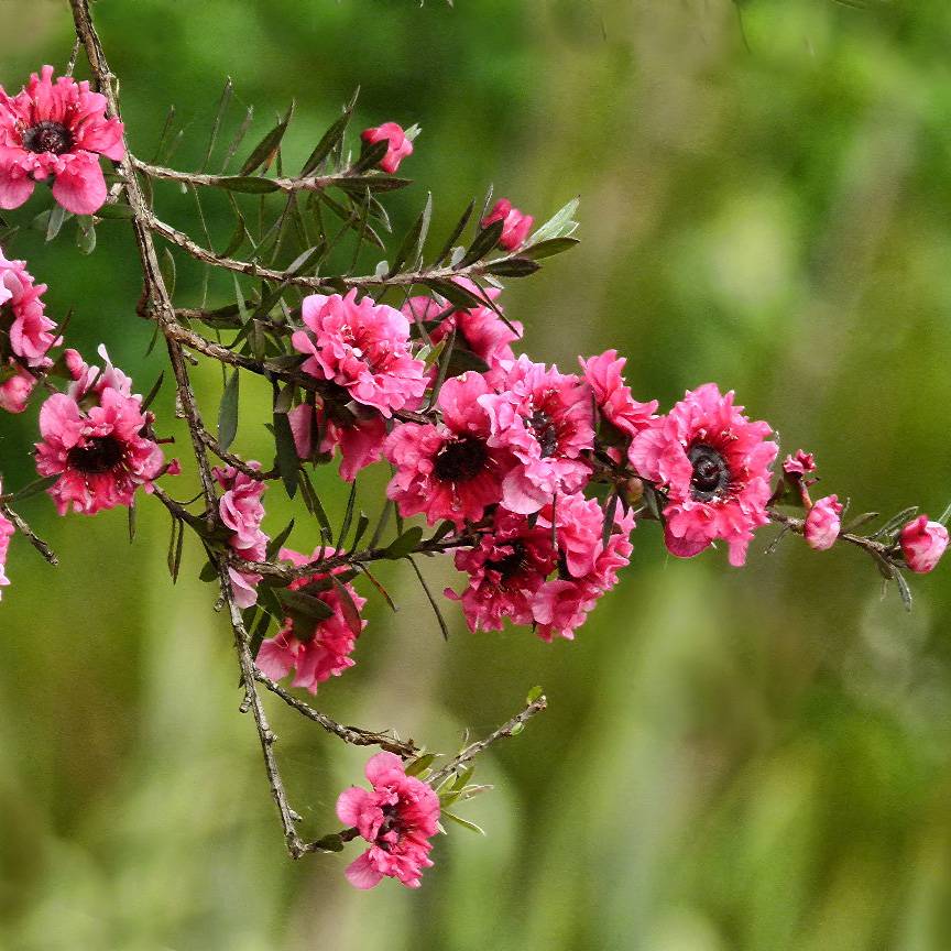 Promesse de Fleurs - Leptospermum scoparium Red damask - Arbre à thé Pot de 3L/4L