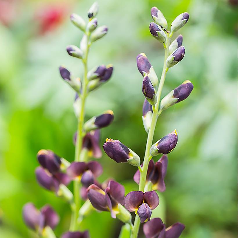 Promesse de Fleurs - Baptisia Decadence Dark Chocolate - Lupin indigo Godet de 8/9 cm
