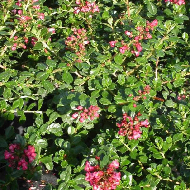 Escallonia Donard Radiance à fleurs Rose - feuillage Persistant - Pot de 3L - 20/40 cm-  hauteur à maturité De 1,00 m à 1,50 m - Image 1