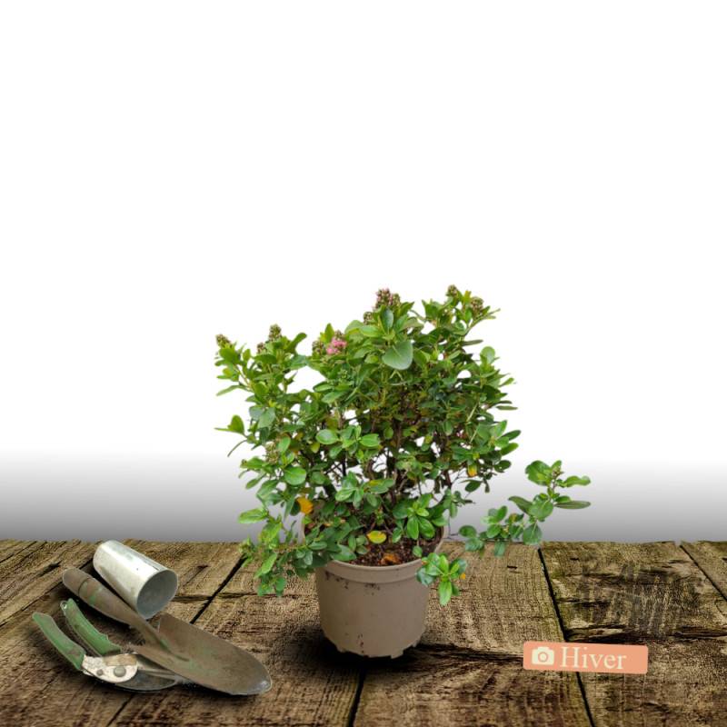 Escallonia Donard Radiance à fleurs Rose/ - feuillage Persistant - Pot de 3L - 20/40 cm - Image 4