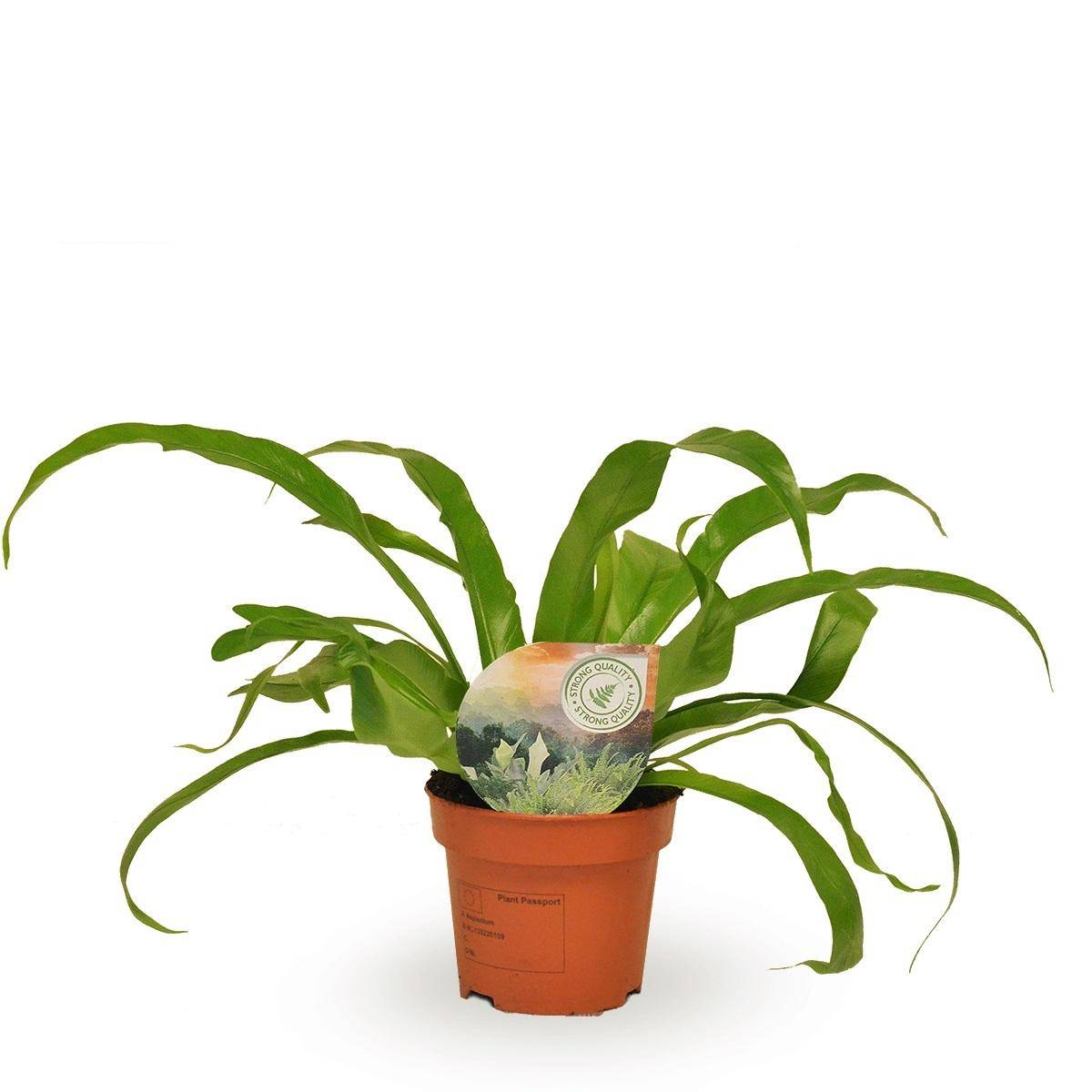 Asplenium 'Antiquum' 30cm - Plante d'intérieur- La Green Touch - Image 1