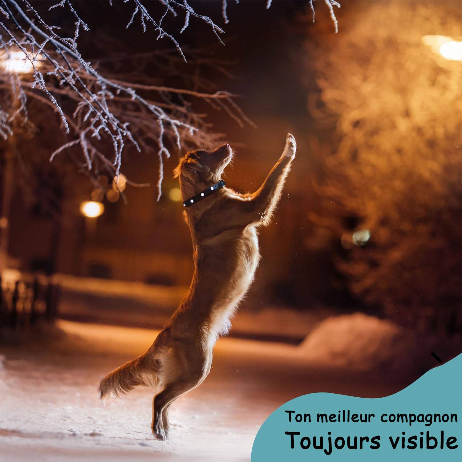 Bi International - Collier Lumineux pour Chien - Rechargeable par USB - Nylon renforcé - Haute Qualité, Stabilité & Sécurité (noir, S) - BI International - Image 5