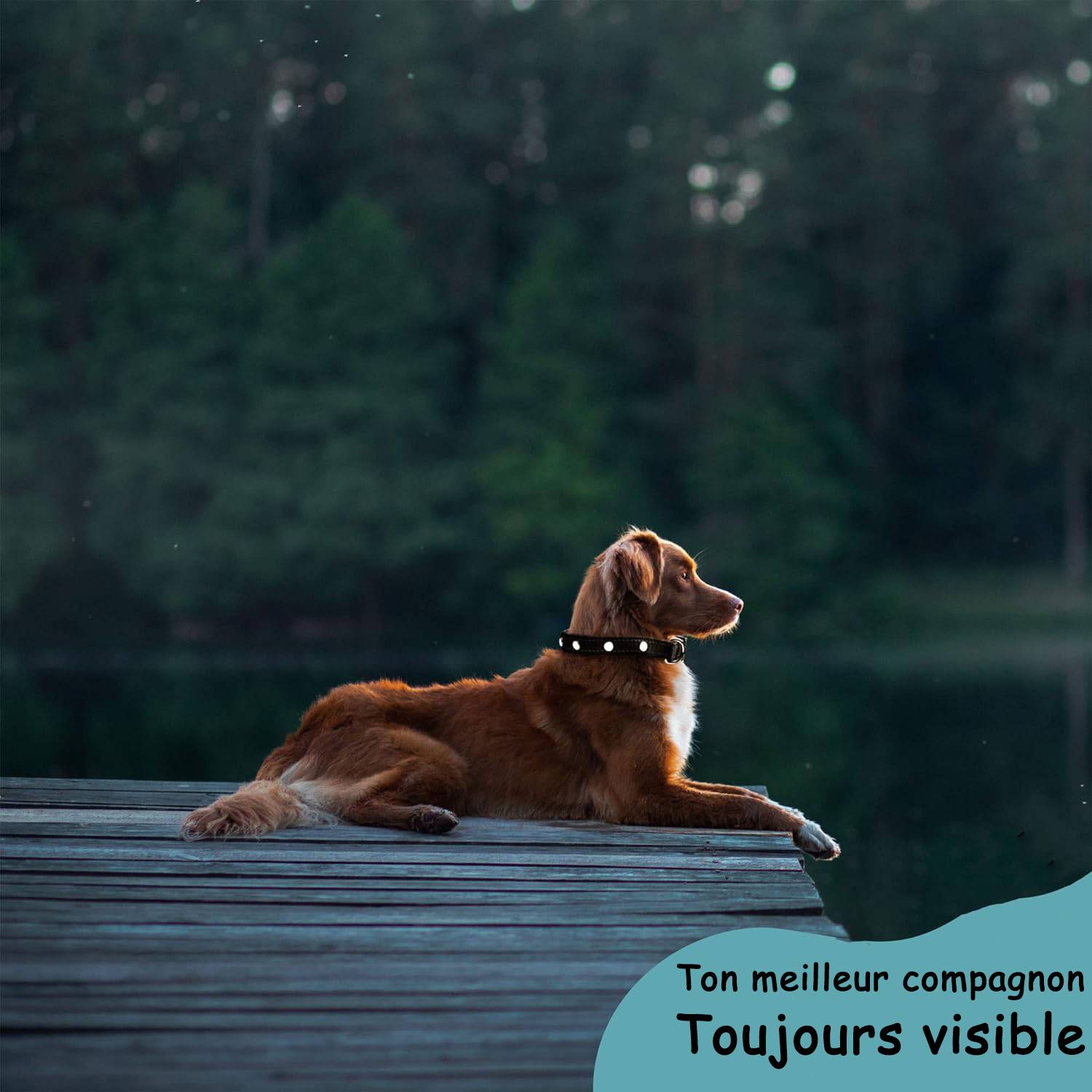 Bi International - Collier Lumineux pour Chien - Rechargeable par USB - Nylon renforcé - Haute Qualité, Stabilité & Sécurité (noir, S) - BI International - Image 8