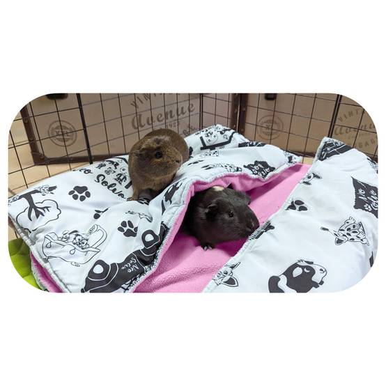 Lot de 2 Coussin Polaire pour Cochon d'Inde et Lapin Epais 30 x 26 cm - Absorbant et Confortable - Neo Solvo - Image 2