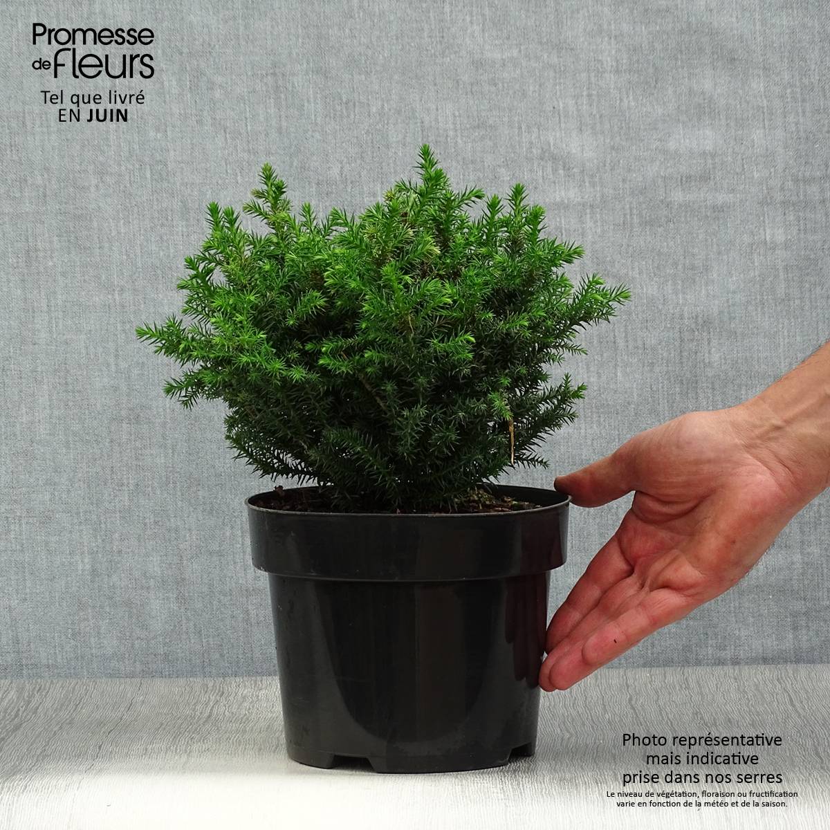 Cryptomeria japonica Vilmoriniana Pot de 2L/3L - Image 2