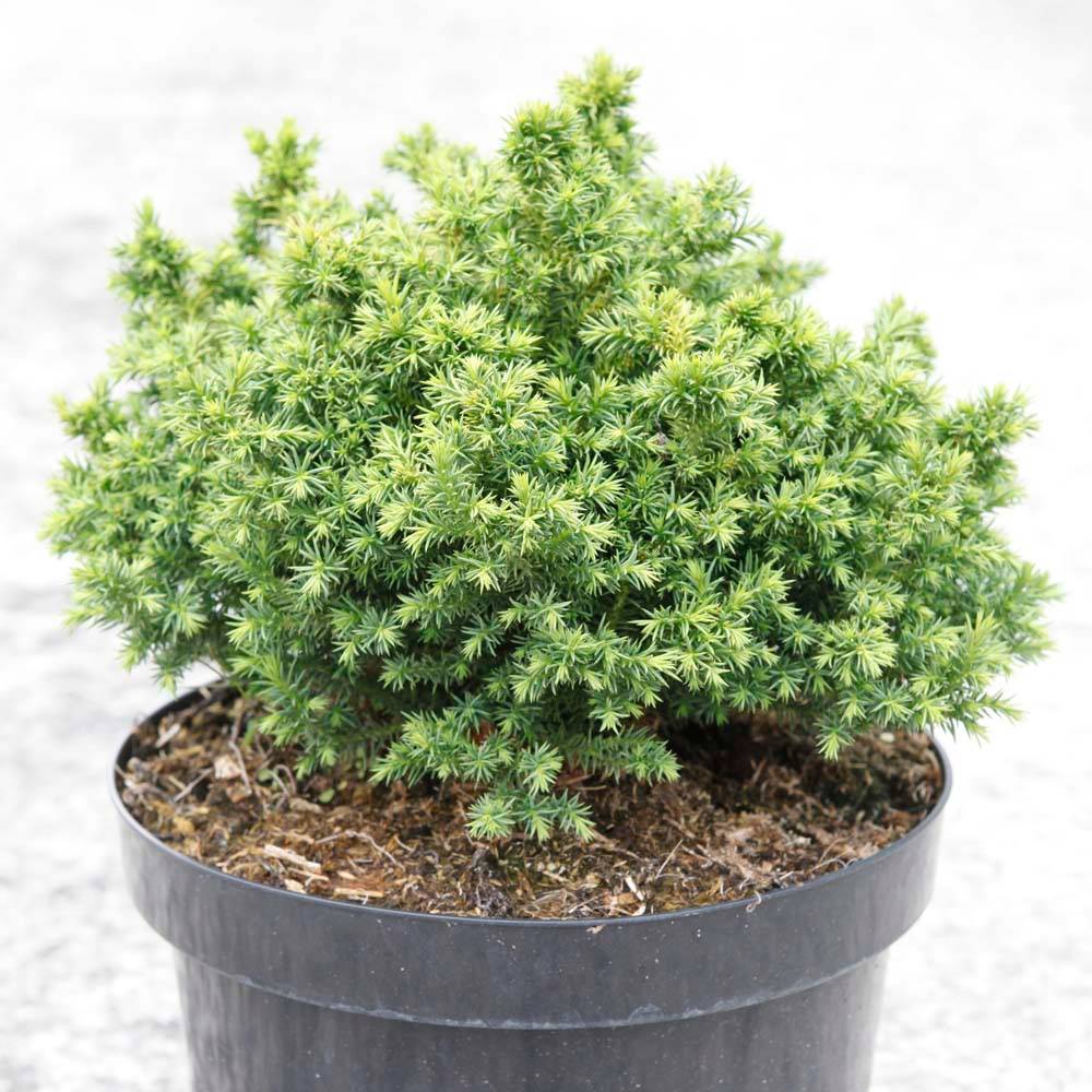 Cryptomeria japonica Vilmoriniana Pot de 2L/3L - Image 1