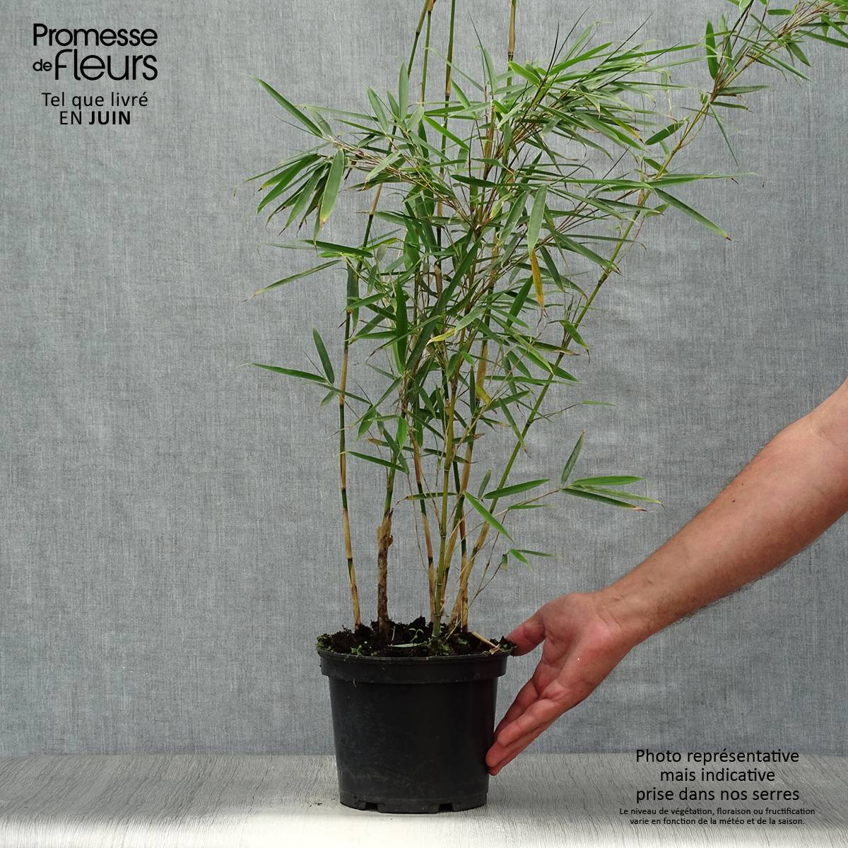Promesse de Fleurs - Fargesia robusta - Bambou non traçant Pot de 2L/3L - Image 2