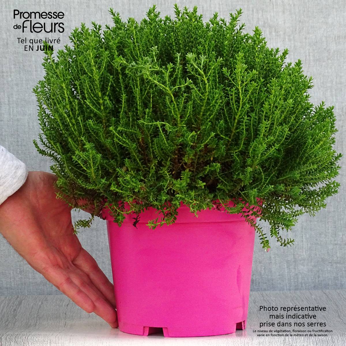 Promesse de Fleurs - Hebe Green Globe - Véronique arbustive Pot de 1,5L/2L - Image 2