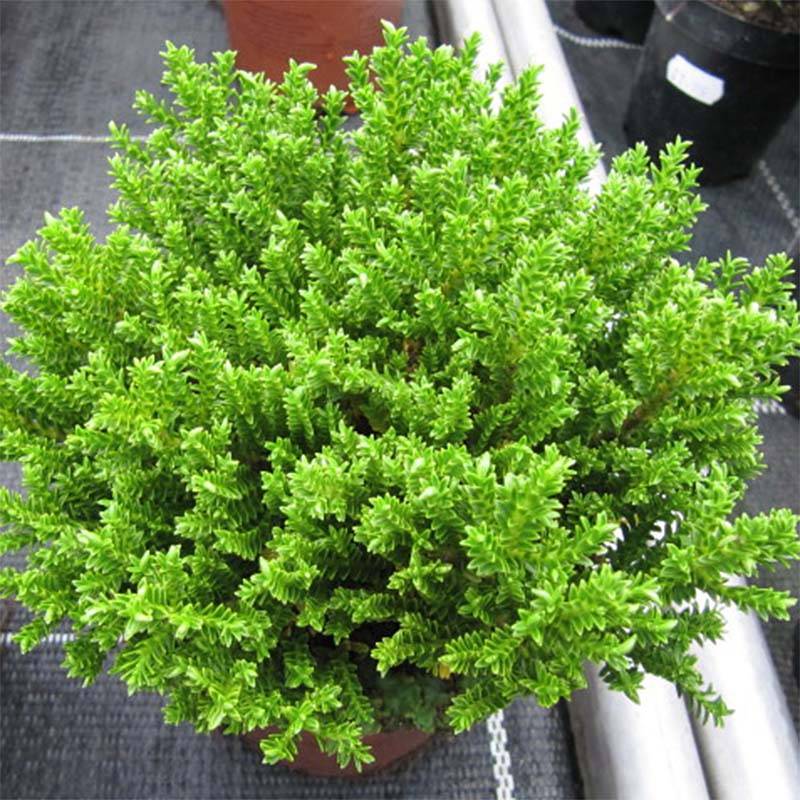 Promesse de Fleurs - Hebe Green Globe - Véronique arbustive Pot de 1,5L/2L - Image 1