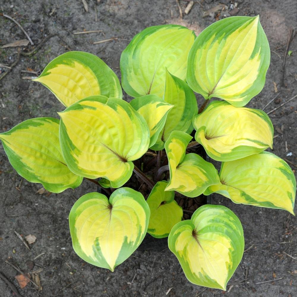 Promesse de Fleurs - Hosta Volcano Island Pot de 1,5L/2L