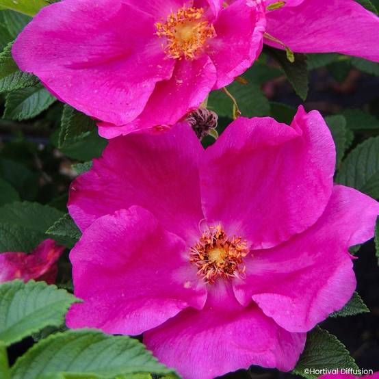 Rosier rugosa Angelia Eglantine Pot de 4L/5L