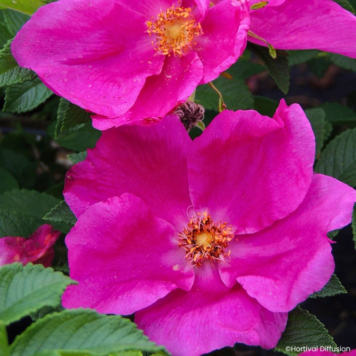Rosier rugosa Angelia Eglantine Pot de 4L/5L