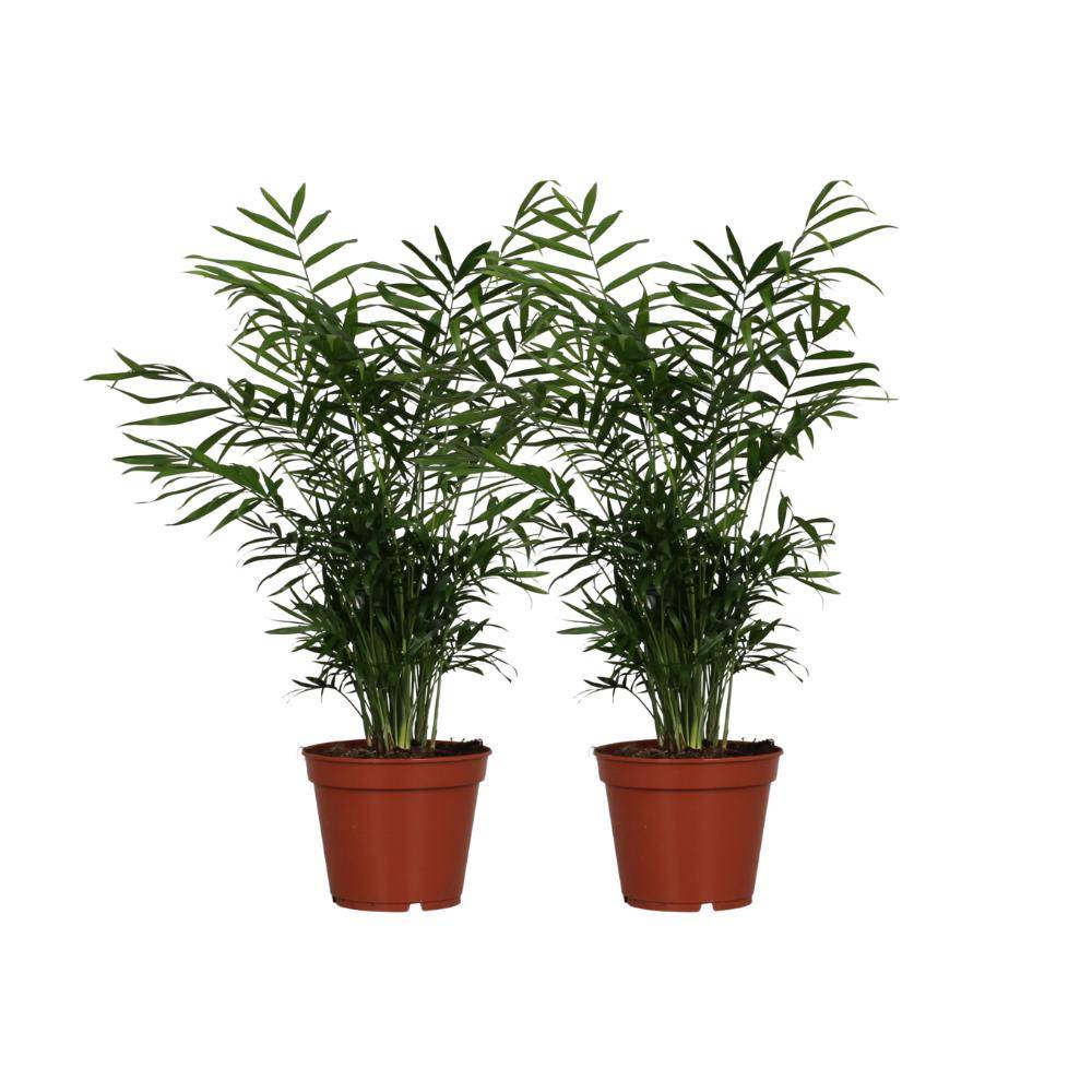 La Green Touch - Chamaedorea Elegans - H55cm