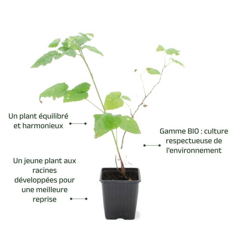 Mûre-framboise 'Buckingham' BIO (Rubus 'Buckingham') - Godet 9cm - Pépinières Naudet - Image 3