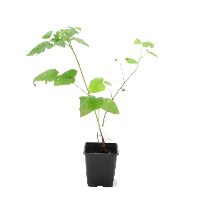 Mûre-framboise 'Buckingham' BIO (Rubus 'Buckingham') - Godet 9cm - Pépinières Naudet - Image 2