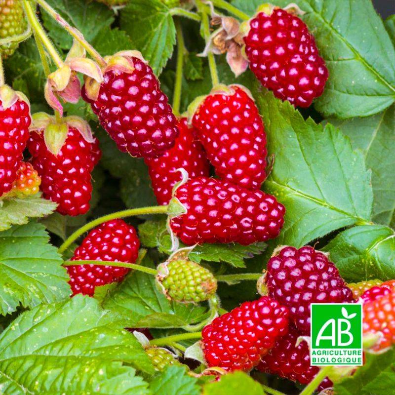 Mûre-framboise 'Buckingham' BIO (Rubus 'Buckingham') - Godet 9cm - Pépinières Naudet - Image 1