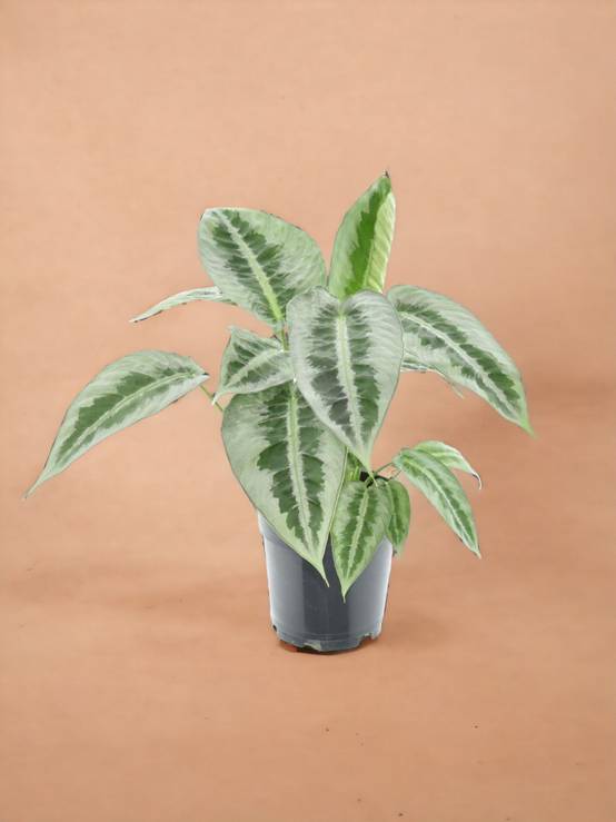 Schismatoglottus Mottleyana- La Green Touch