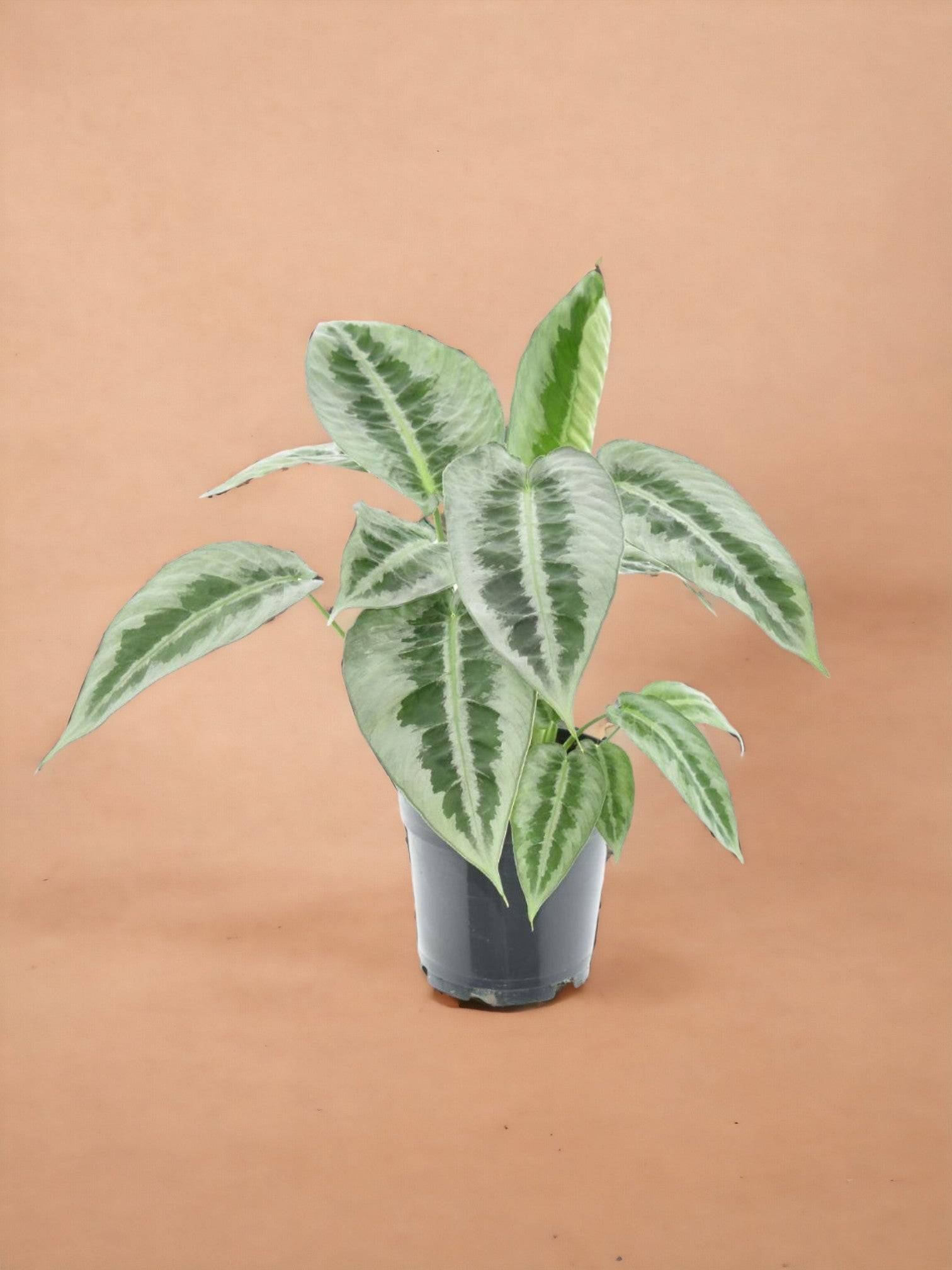 Schismatoglottus Mottleyana- La Green Touch