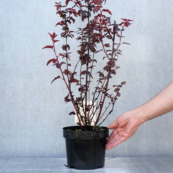 Physocarpe à feuilles d'Obier - Physocarpus opulifolius Rubella Pot de 2L/3L - Image 2