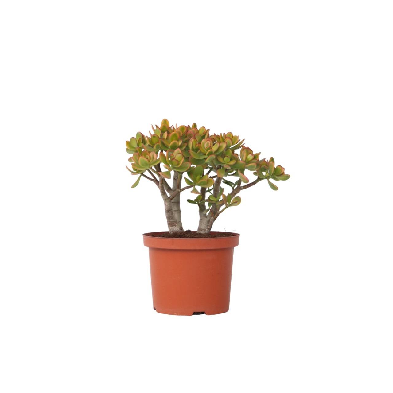 Plant In A Box - Arbre de jade - Crassula ovata 'Sunset' - Hauteur 45-50cm - ⌀23cm - Image 1