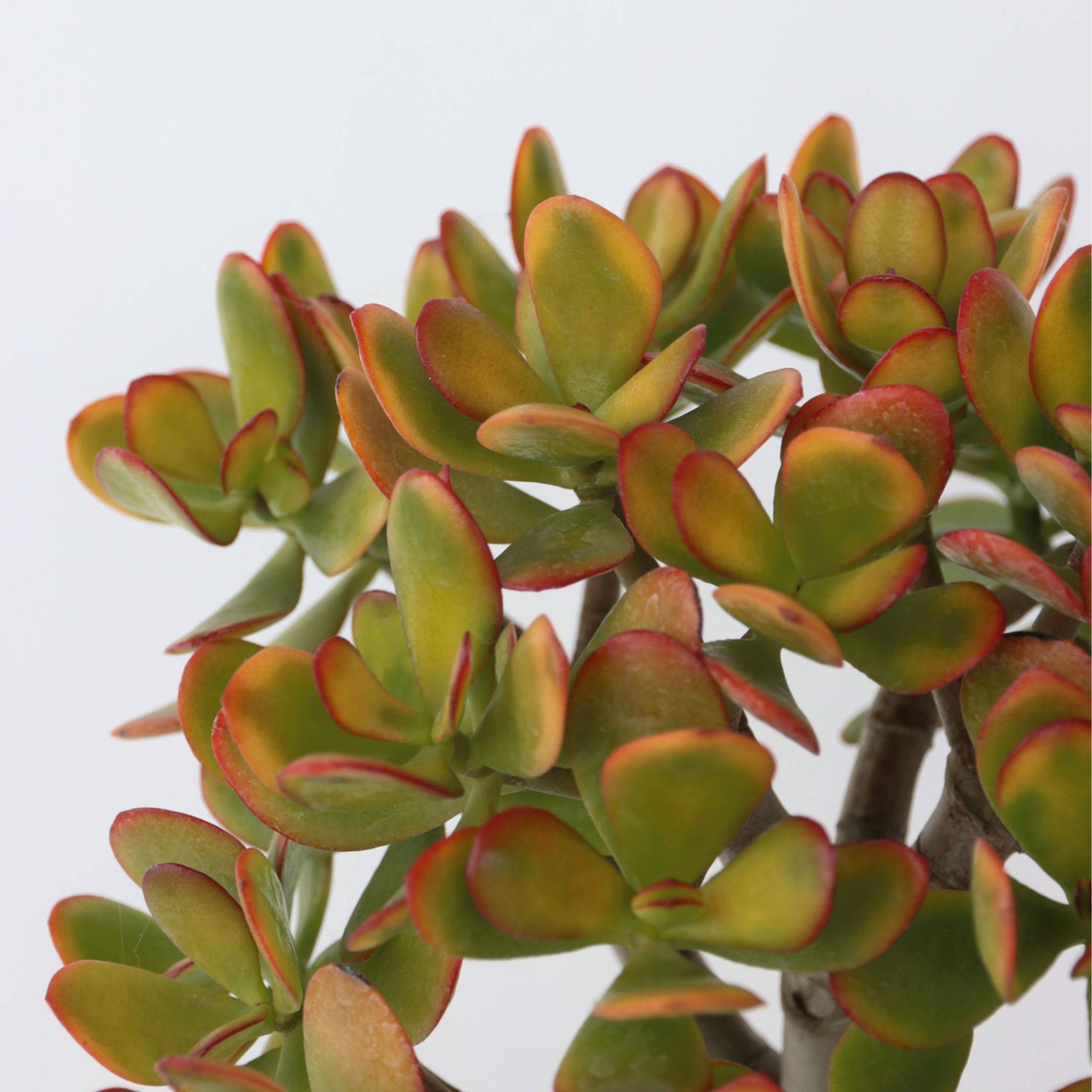 Plant In A Box - Arbre de jade - Crassula ovata 'Sunset' - Hauteur 45-50cm - ⌀23cm - Image 2
