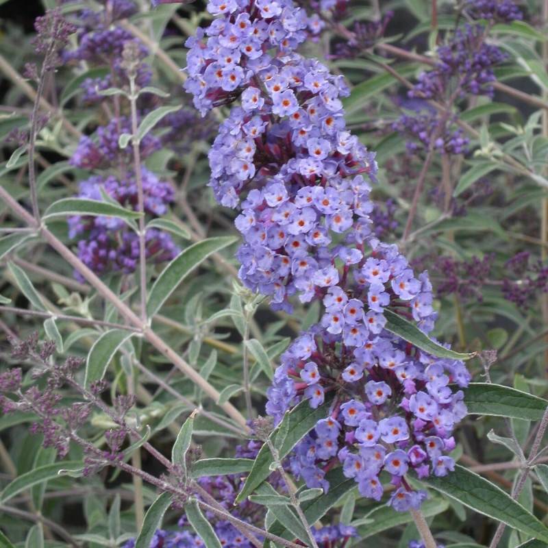 Arbre aux papillons nain Nanho Blue, Buddleia à fleurs Bleue/ - feuillage Caduc - Pot de 4L - 20/40 cm - Image 1