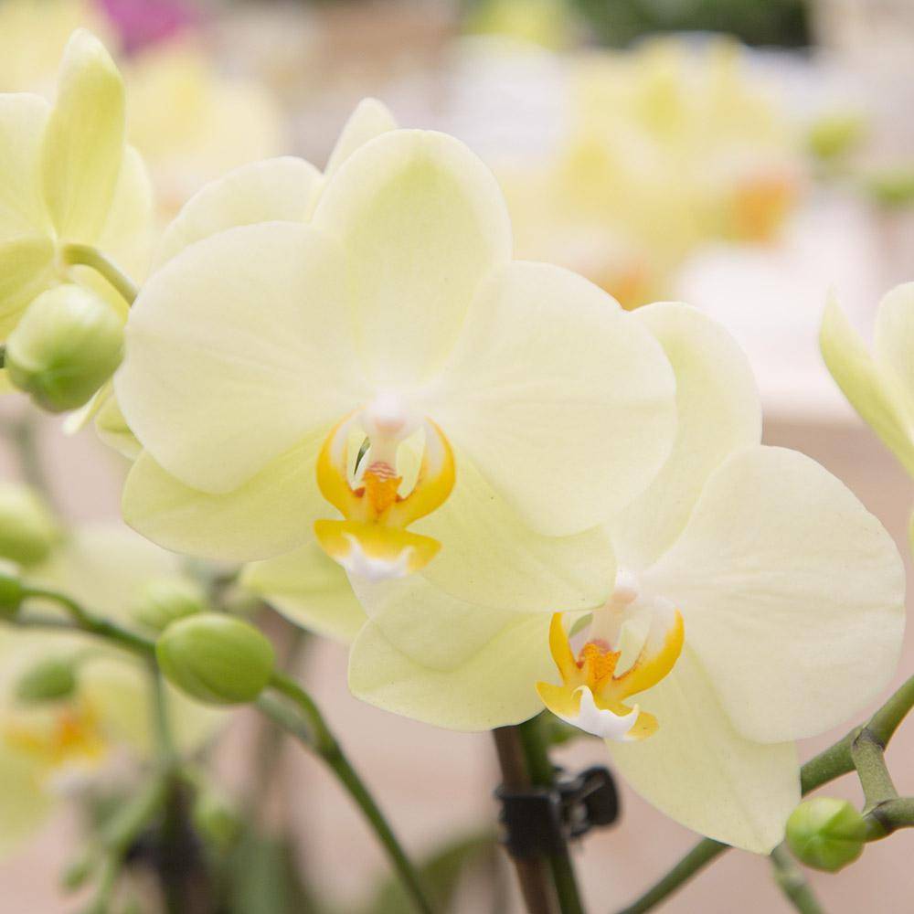 La Green Touch - Orchidée jaune et son cache-pot - h35cm, Ø9cm 35cm - Plante d'intérieur- La Green Touch - Image 2