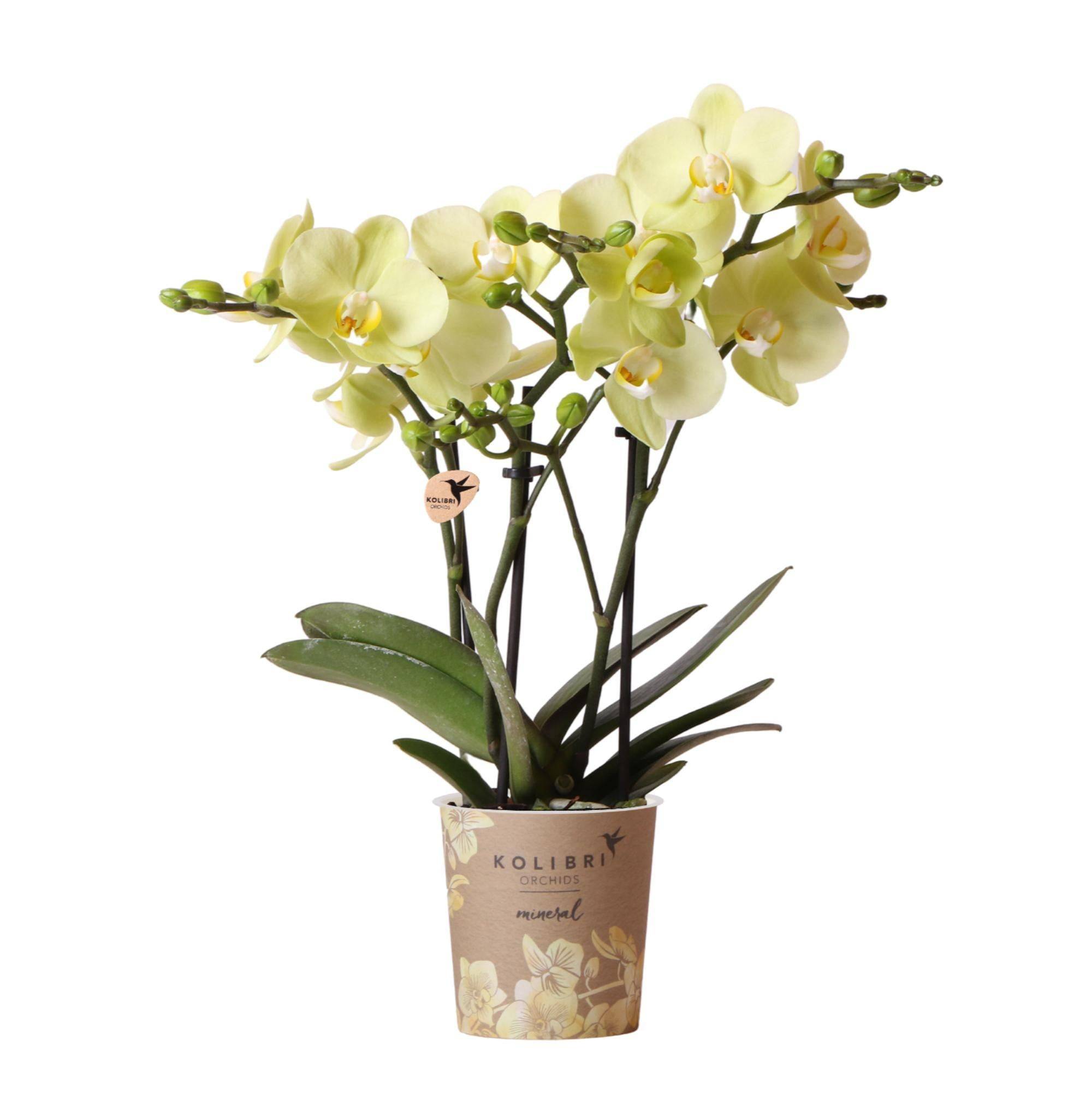 La Green Touch - Orchidée jaune et son cache-pot - h35cm, Ø9cm 35cm - Plante d'intérieur- La Green Touch - Image 1