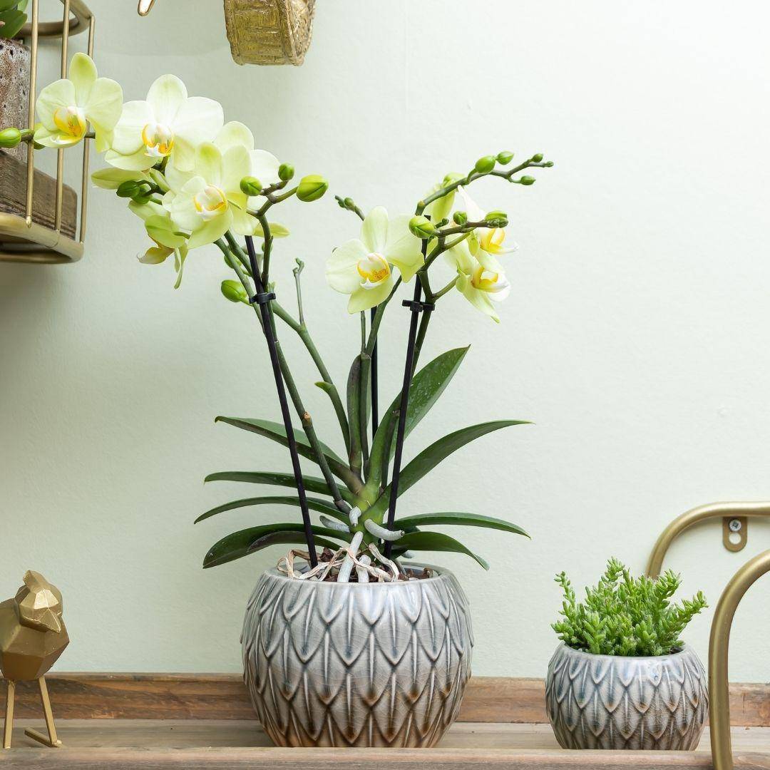 La Green Touch - Orchidée jaune et son cache-pot - h35cm, Ø9cm 35cm - Plante d'intérieur- La Green Touch - Image 4